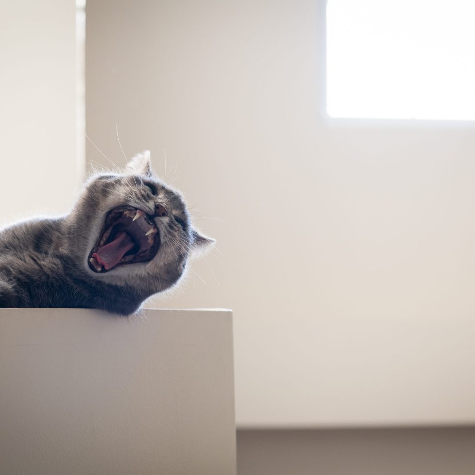 yawning cat